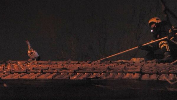 Kütahya’da iki katlı bir evin çatısında mahsur kalan yaban ördeği - Sputnik Türkiye