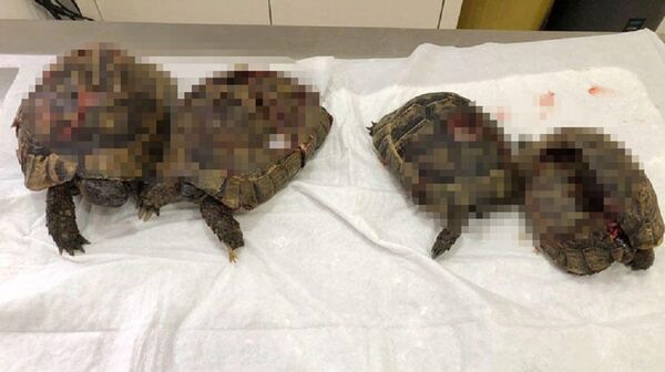 Alanya'daki kaplumbağa vahşetine soruşturma: 4'ünün öldüğü, 4'ünün yaşadığı belirlendi - Sputnik Türkiye