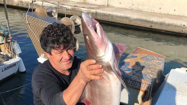 Bodrum'da köpek balığı - Sputnik Türkiye