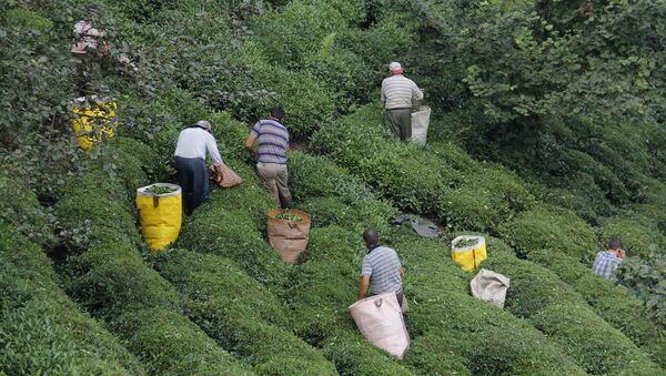 Koronavirüs salgını nedeniyle yakında başlayacak olan 2020 ürünü yaş çay alım kampanyasında toplama için gereken işçi sıkıntısını aşmak için arayışlar sürdürülüyor. - Sputnik Türkiye