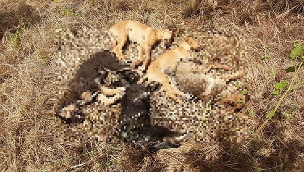 Antalya’da hayvanseverlerin parkta beslediği 11 köpek yavrusundan 5'i ölü bulundu - Sputnik Türkiye
