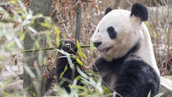Panda-bambu - Sputnik Türkiye
