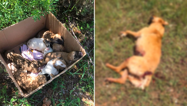 Antalya'nın Döşemealtı ilçesinde 7 tane yeni doğan yavrusu olan köpek tüfekle vurularak öldürüldü.  - Sputnik Türkiye