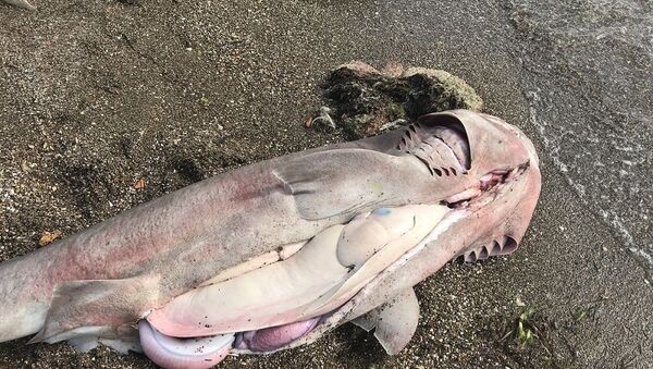 Nesli tükenmekte olan altı solungaçlı köpek balığı - Sputnik Türkiye