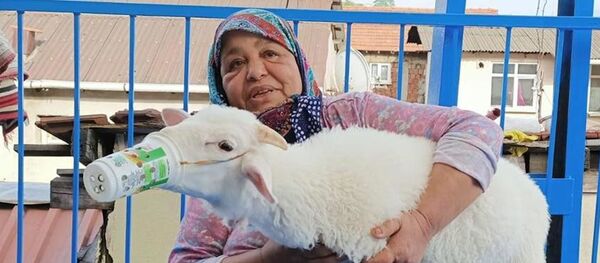 'Torunum' diye sevdiği kuzusunu koronavirüsten korumak için ayran kutusundan maske yaptı 'Torunum' diye sevdiği kuzusunu koronavirüsten korumak için ayran kutusundan maske yaptı - Sputnik Türkiye