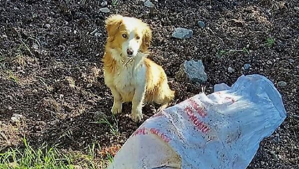 Ağzı bağlı çuvala konan köpek ölüme terk edildi - Sputnik Türkiye