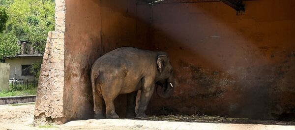 Fil Kaavan - Sputnik Türkiye