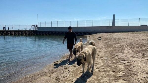Kadıköy'de çoban köpekleri sahil keyfi yaptı - Sputnik Türkiye