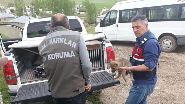Van'ın Erciş ilçesinde yaban kurtlarını öldürerek yavrularını sahiplenen 4 kişiye 15 bin 25 lira idari para cezası uygulandı. - Sputnik Türkiye