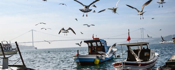 İstanbul - Boğaz - Martı - tekne - köprü - Sputnik Türkiye