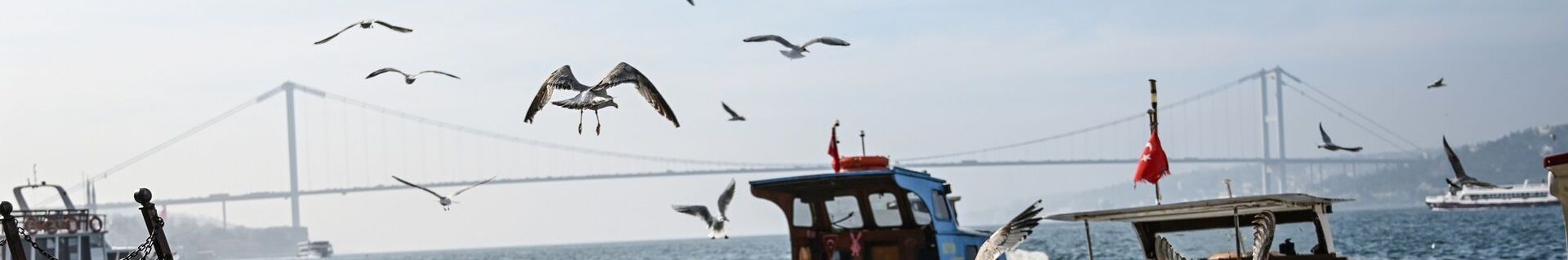 İstanbul - Boğaz - Martı - tekne - köprü - Sputnik Türkiye