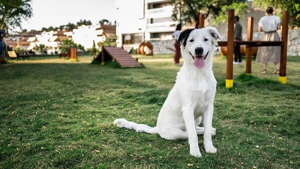 Kuşadası’nın ilk köpek parkı hizmete açıldı - Sputnik Türkiye