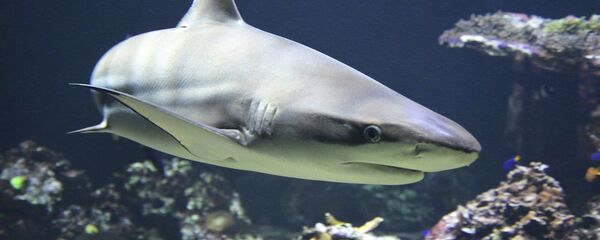 Köpek balığı - Sputnik Türkiye
