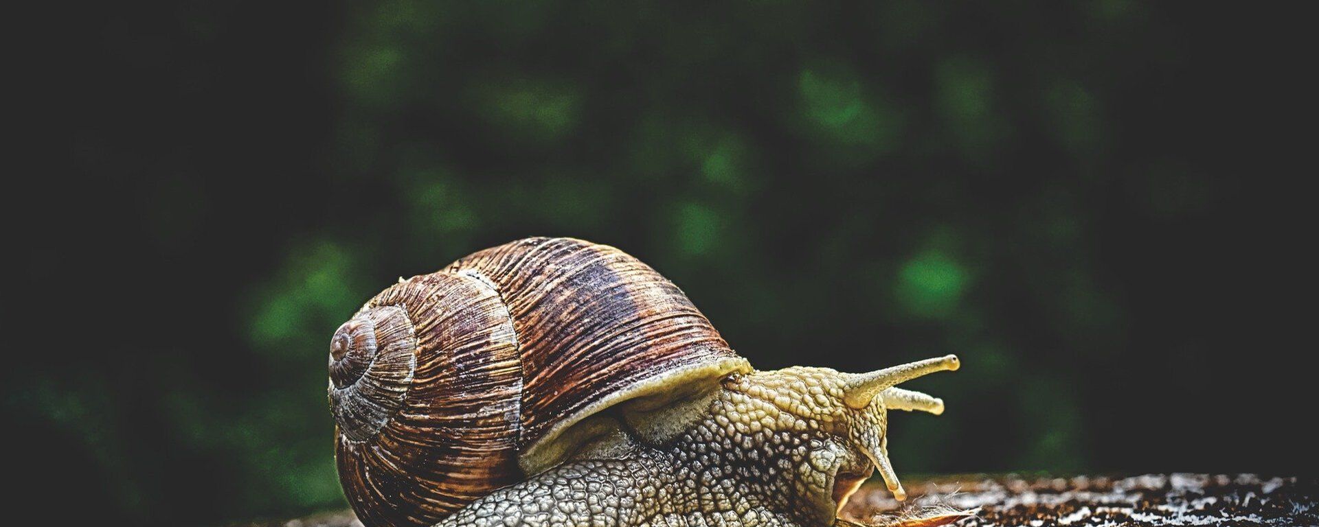 Salyangoz - Sputnik Türkiye, 1920, 18.12.2024