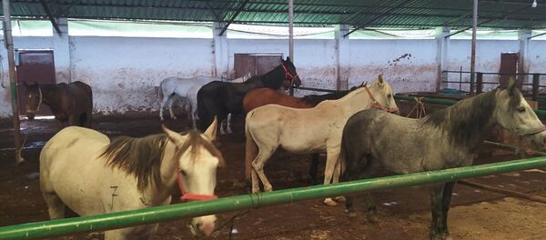 Adalar'dan getirilen 20 at Kastamonu'daki turizm tesislerine ücretsiz verildi - Sputnik Türkiye