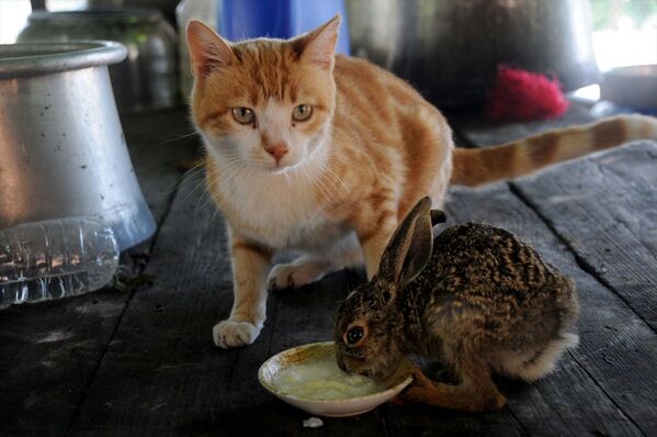 Ev kedisi, tarlada bulunan tavşan yavrusuna annelik ediyor - Sputnik Türkiye