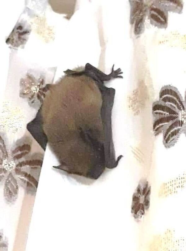 Eve giren yarasa korkuya neden oldu - Sputnik Türkiye