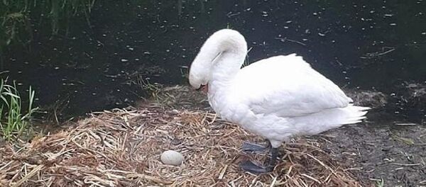 Yuvası ve yumurtaları dağıtılan kuğu üzüntüden öldü - Sputnik Türkiye