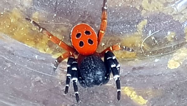 Zehirli ‘uğur böceği örümceği’ şaşırttı - Sputnik Türkiye