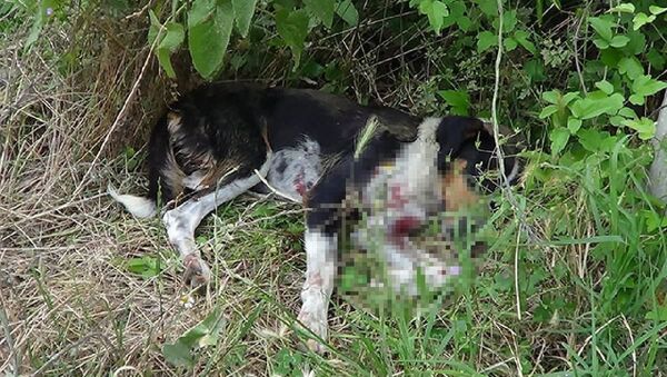 Sokak köpeğini av tüfeğiyle vurdular - Sputnik Türkiye