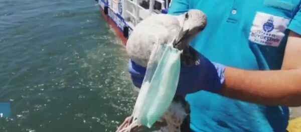Boğazına cerrahi maske dolanan martı kurtarıldı - Sputnik Türkiye
