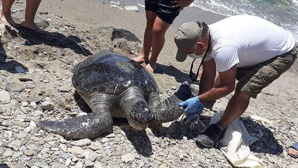 Kuşadası'nda 2 yeşil deniz kaplumbağası kıyıya vurdu - Sputnik Türkiye