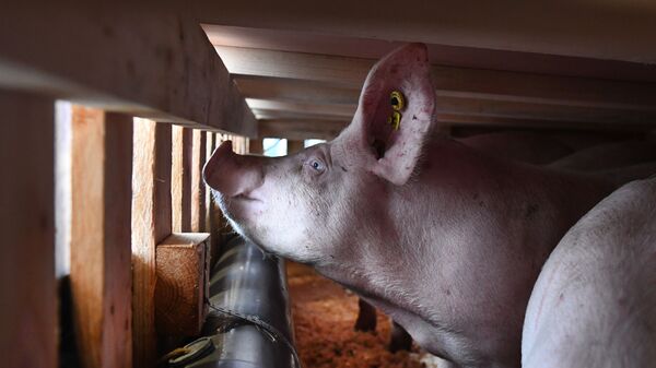 Domuz - - Sputnik Türkiye