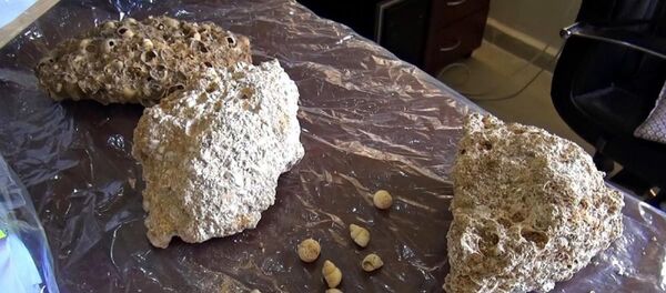 Muş'un Varto ilçesinde devam eden yol yapım çalışmalarında, omurgasız deniz canlıları olabileceği düşünülen ve 50 milyon yıllık olduğu değerlendirilen fosiller bulundu. - Sputnik Türkiye