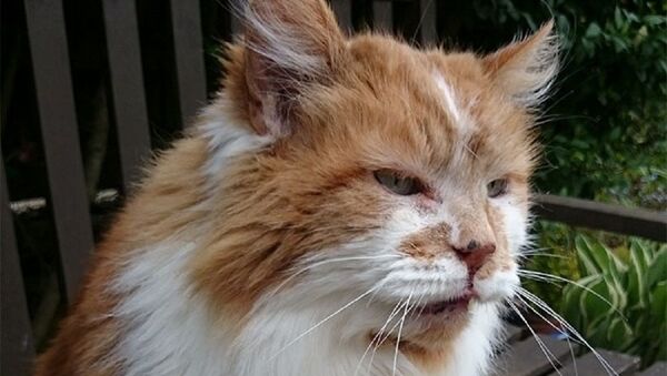 Dünyanın en yaşlı kedisi Rubble, 31 yaşında öldü - Sputnik Türkiye