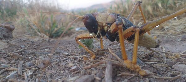 Adıyaman'ın Gölbaşı ilçesinde göl kenarında görülen dev çekirgeyi görüntüleyen çiftçi şaşkınlığını gizleyemedi. Adıyaman'ın Gölbaşı ilçesinde göl kenarında görülen dev çekirgeyi görüntüleyen çiftçi şaşkınlığını gizleyemedi. - Sputnik Türkiye