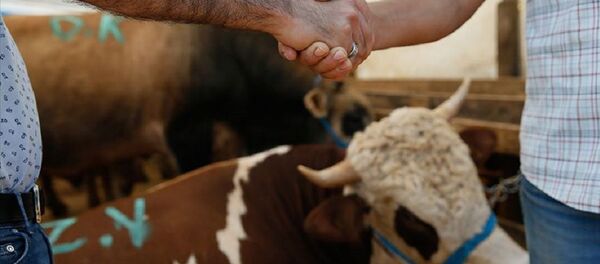 Kurban Bayramı, kurbanlık - Sputnik Türkiye