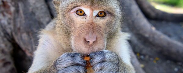 Maymun - Sputnik Türkiye