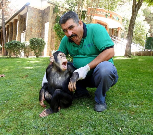 Şempanze Can’ın ziyaretçi mutluluğu - Sputnik Türkiye